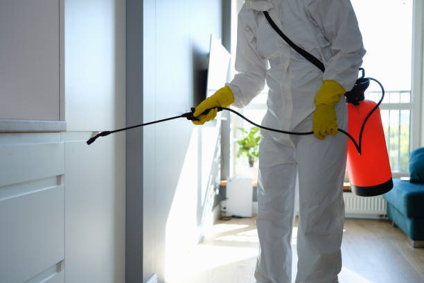 Best Emergency Mold Remediation in Dimondale, MI